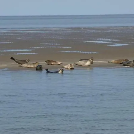 With Dunes View Of * Petten