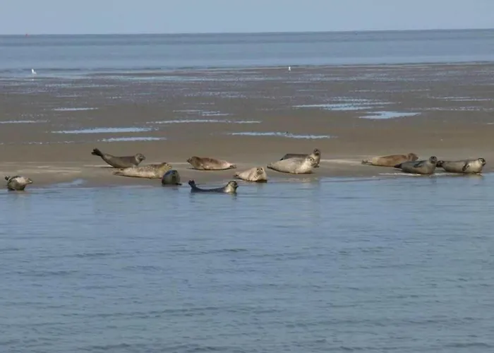 With Dunes View Of * Petten